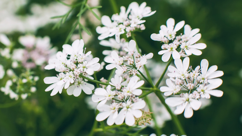 Close-up of white cilantro blooms (a.k.a. coriander)