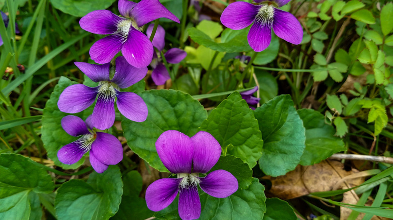 The purple blooms of the common blue violet grow outdoors
