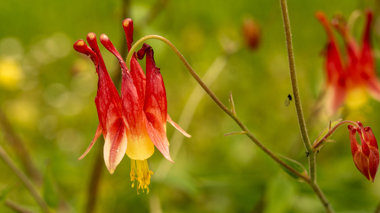 A macro photo show the tube-shaped flowers of an Eastern red columbine