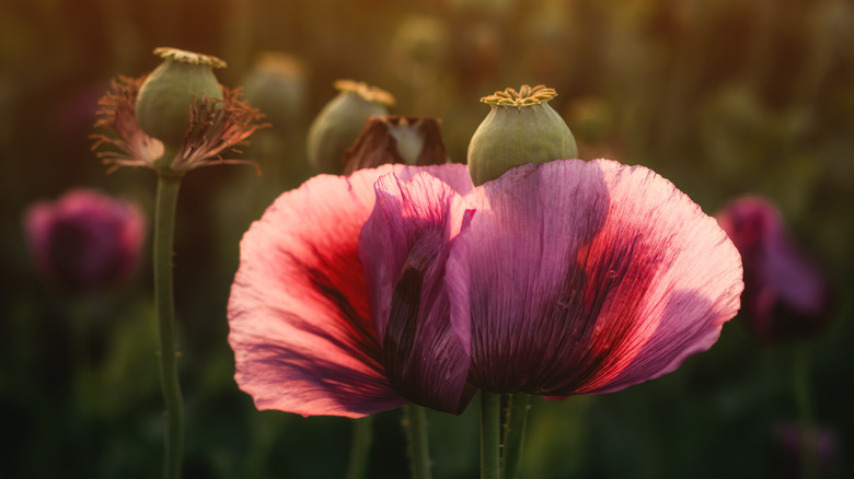 A poppy with a visible seed pod is pictured growing outside at dusk