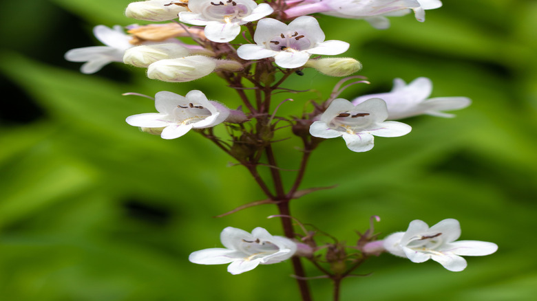 A closeup photo shows the blooms of 'Husker Red' beardtongue