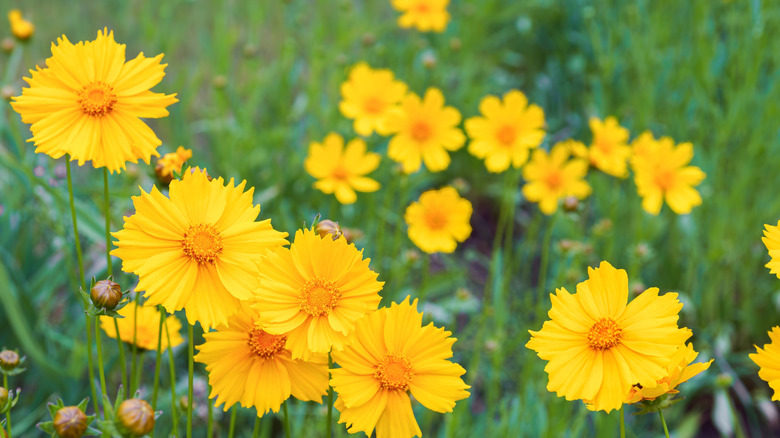 A field of yellow-blooming lanceleaf coreopsis