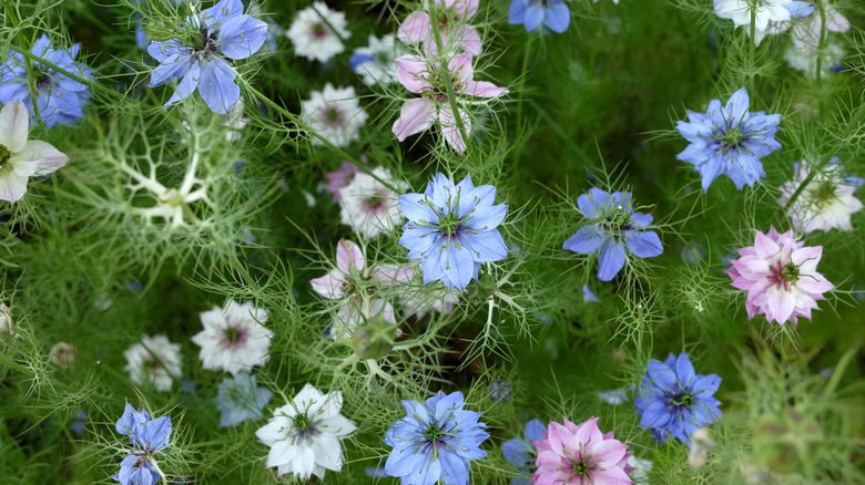 Nigella in various colors are seen as the plant blooms in a garden
