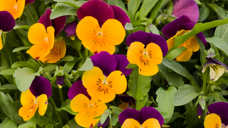 Purple and yellow pansy flowers grow densely in a garden