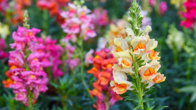 Snapdragons bloom together in various colors in a garden