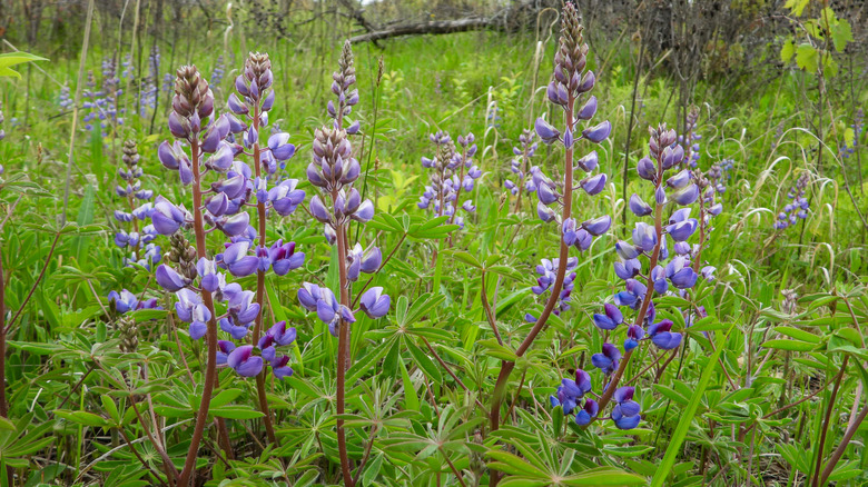 A thick stand of sundial lupine with purple flowers grows outdoors