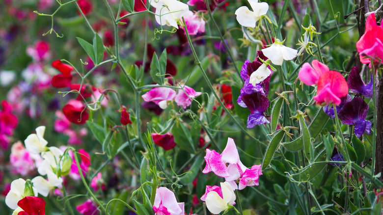 Sweet peas in a garden have bloomed with white, pink, and purple flowers