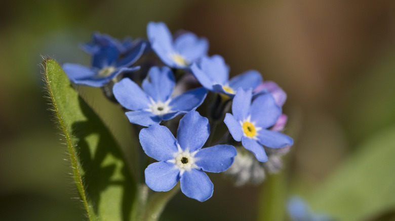 A close-up photo shows a blooming blue woodland forget-me-not on a blurred green background