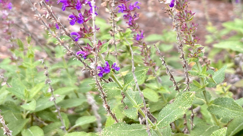 Woodland sage bloom with purple flowers outside
