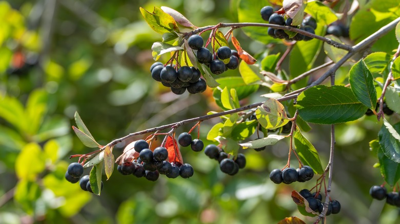 Close-up of black chokeberries Aronia melanocarpa