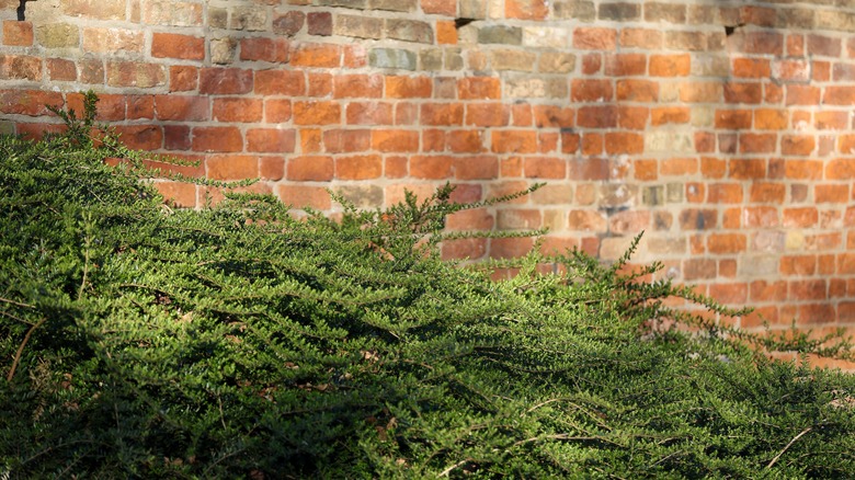 box honeysuckle growing next to a wall