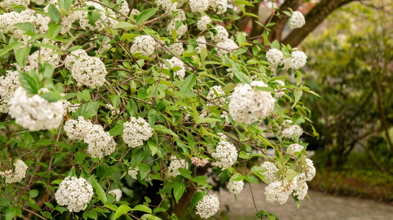 burkwood viburnum plant at the botanical garden