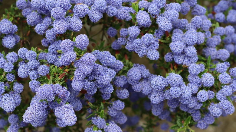Close up of ceanothus or California lilac flowers