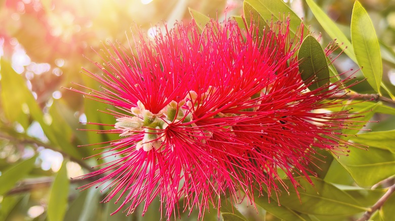 a flower of the crimson bottlebrush