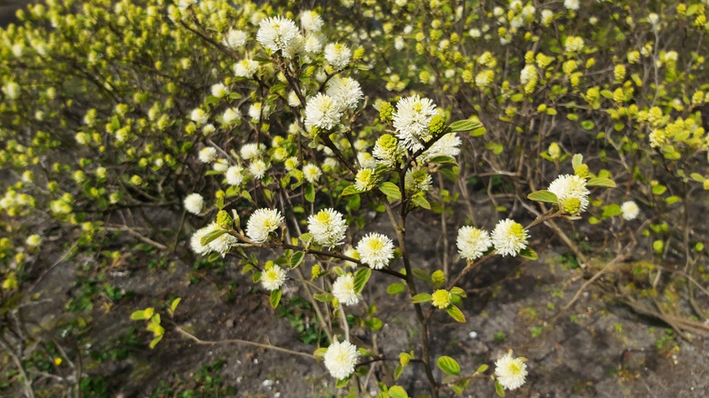 Dwarf Fothergilla shrub with fragrant flowers