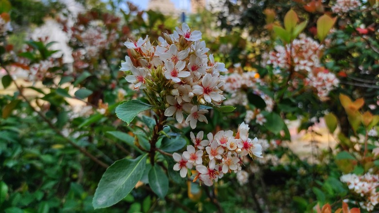 Indian hawthorn - an evergreen shrub