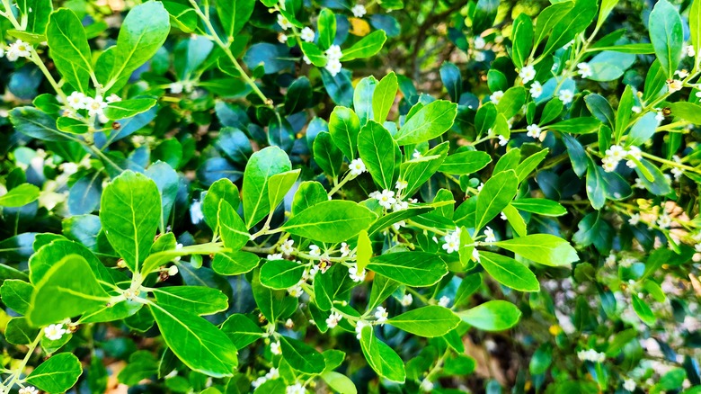 Ilex glabra 'Shamrock' - a cultivar of Inkberry