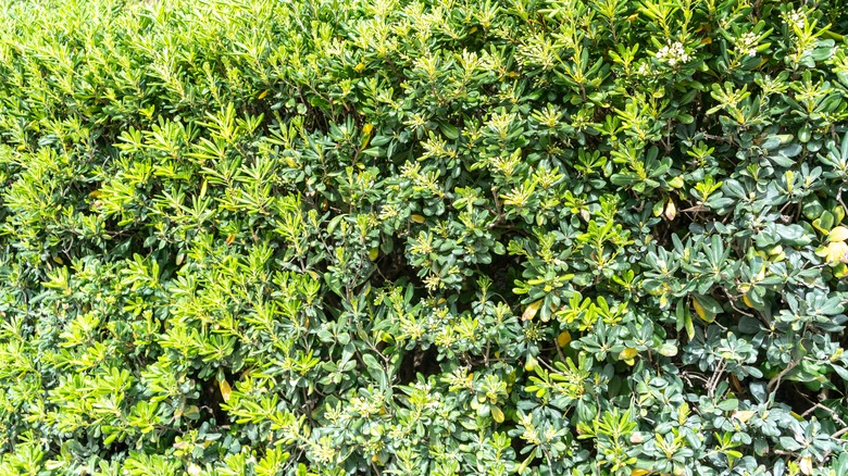 Japanese Pittosporum - a Sweet-smelling flowering plant