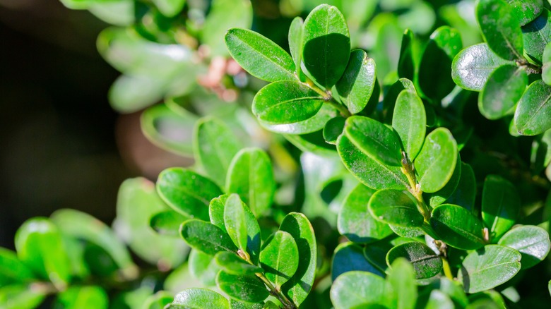 Littleleaf Boxwood - a dwarf evergreen shrub