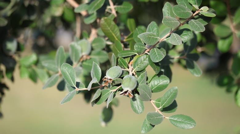 fruits of pineapple guava