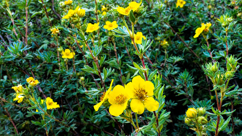 Shrubby Cinquefoil flowers