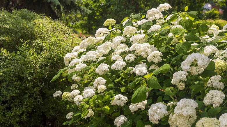 Smooth hydrangea (Hydrangea arborescens) as a garden decoration