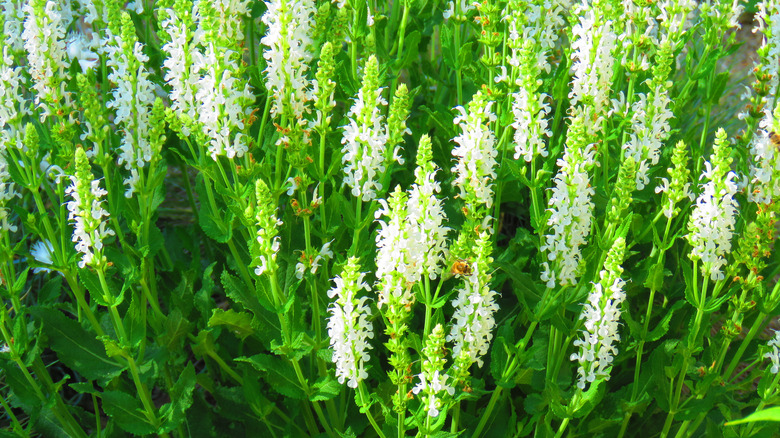 flowers of Summersweet Clethra