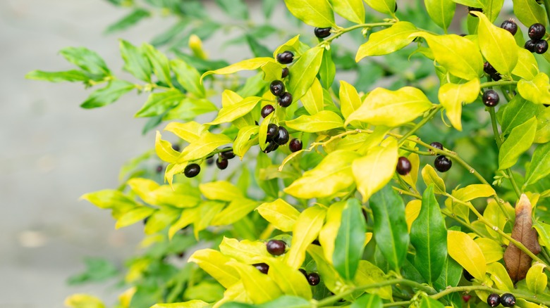 sweet box plant at the botanical garden