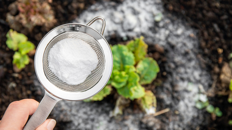 Cornstarch perimeter around plant