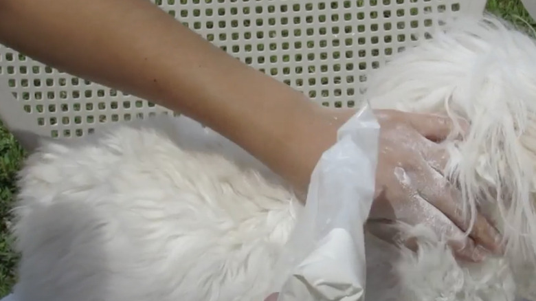 Cornstarch shampoo being used on a dog