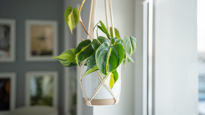 Hanging plant in home