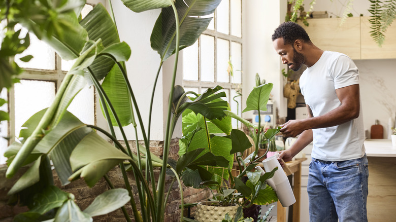Man watering the plants in his home