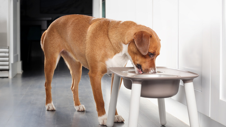 Dog eating from elevated feeding station