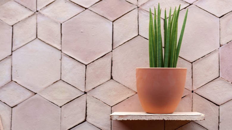 Plant on floating shelf