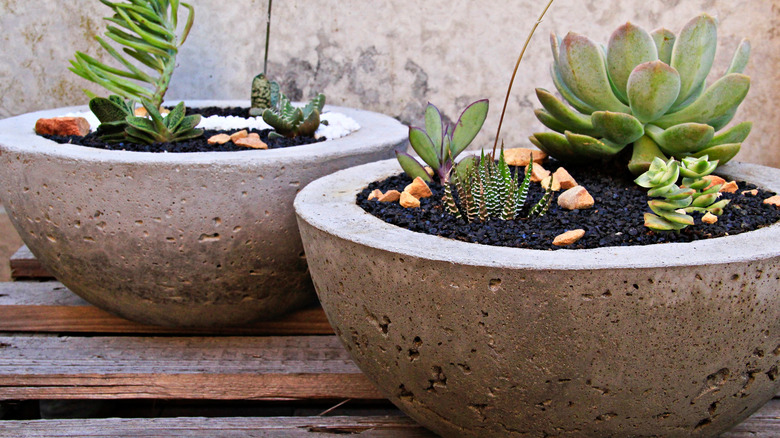 Concrete planters with succulents
