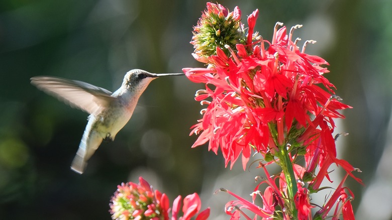 A hummingbird sipping nectar from a cardinal flower