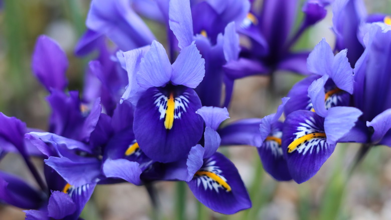 A close-up view of crested iris flowers