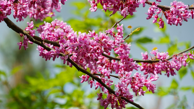 An Eastern redbud branch covered in small pink blooms