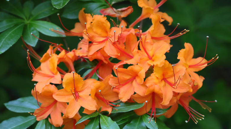 A close-up view of bright orange flame azalea blooms