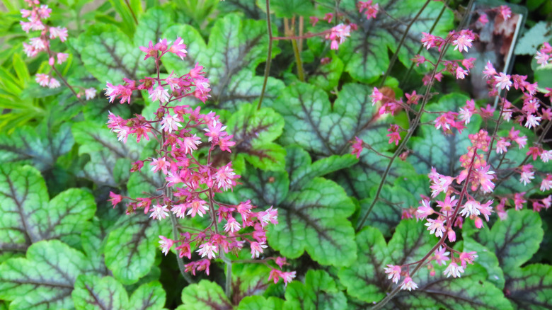 A close-up view of foamy bell flowers in bloom