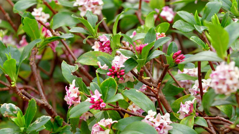 A close-up of fragrant daphne foliage and flowers