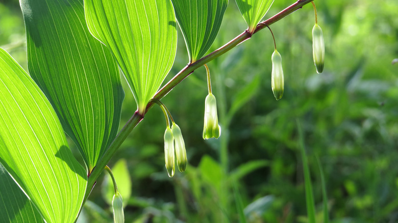 A close-up of fragrant Solomon's seal's arching branch with flowers