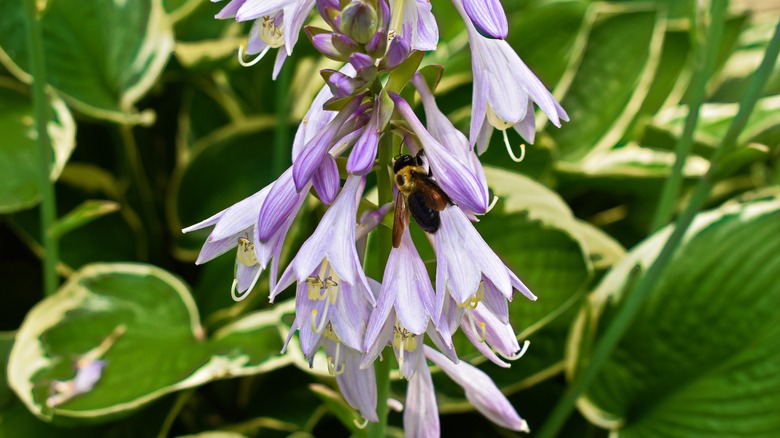 A close-up of bee on purple hosta flowers