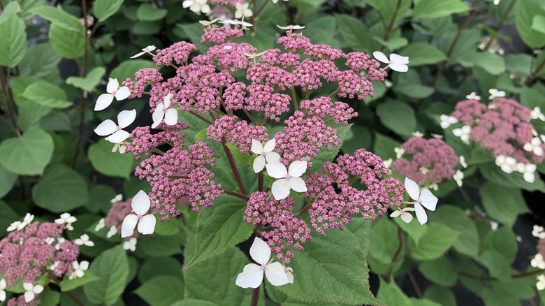 'Invincibelle Lace' smooth hydrangea flowers in bloom