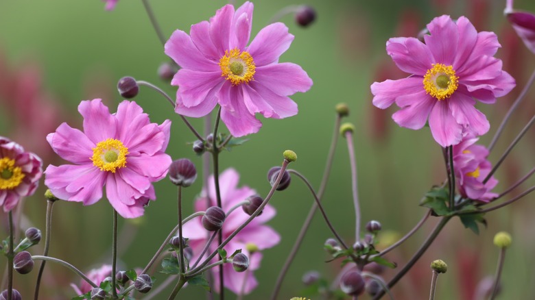 A close-up view of Japanese anemone