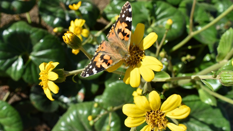 A butterfly sitting on top of a leopard plant
