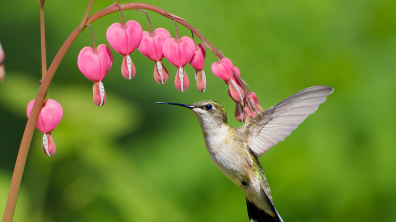 A close-up of a hummingbird hovering near old-fashioned bleeding heart