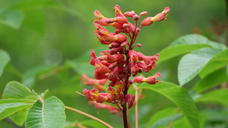 A close-up of red buckeye flower spike