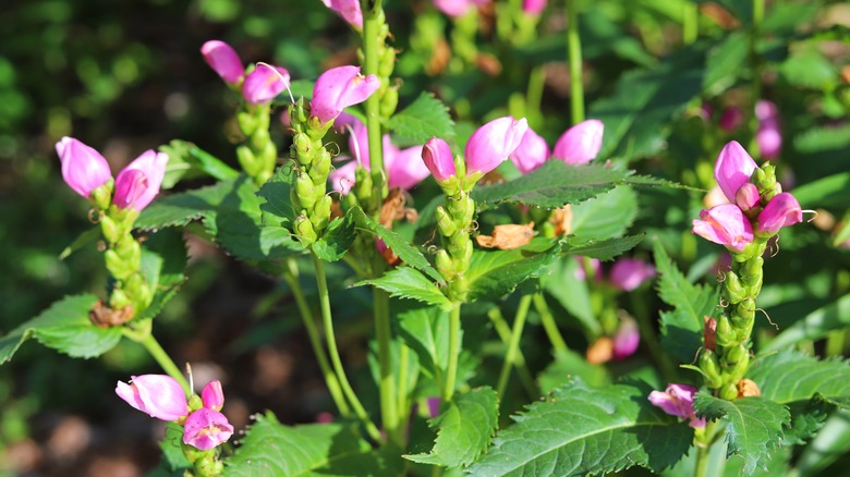 A view of pink-colored red turtlehead flowers