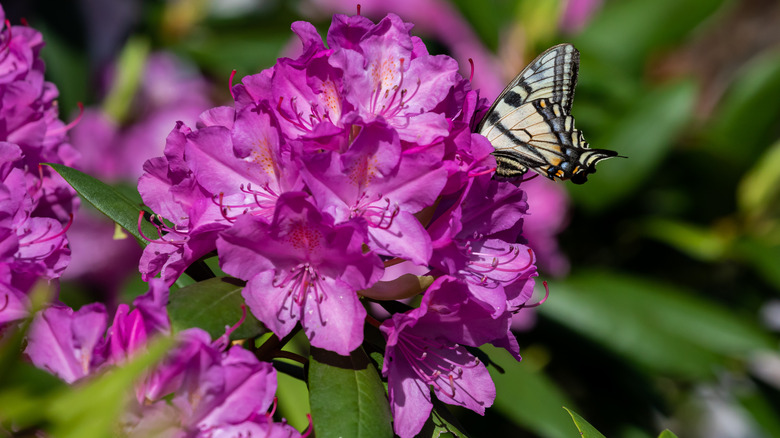 A butterfly drinking from pink rhododendron flowers